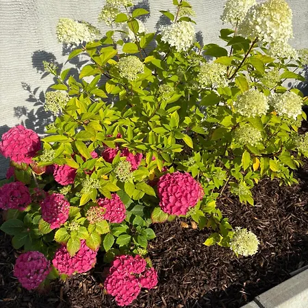 Ashlee Lodge, P25k6r6 Near Ballymaloe House & Garryvoe Bed & Breakfast 3*